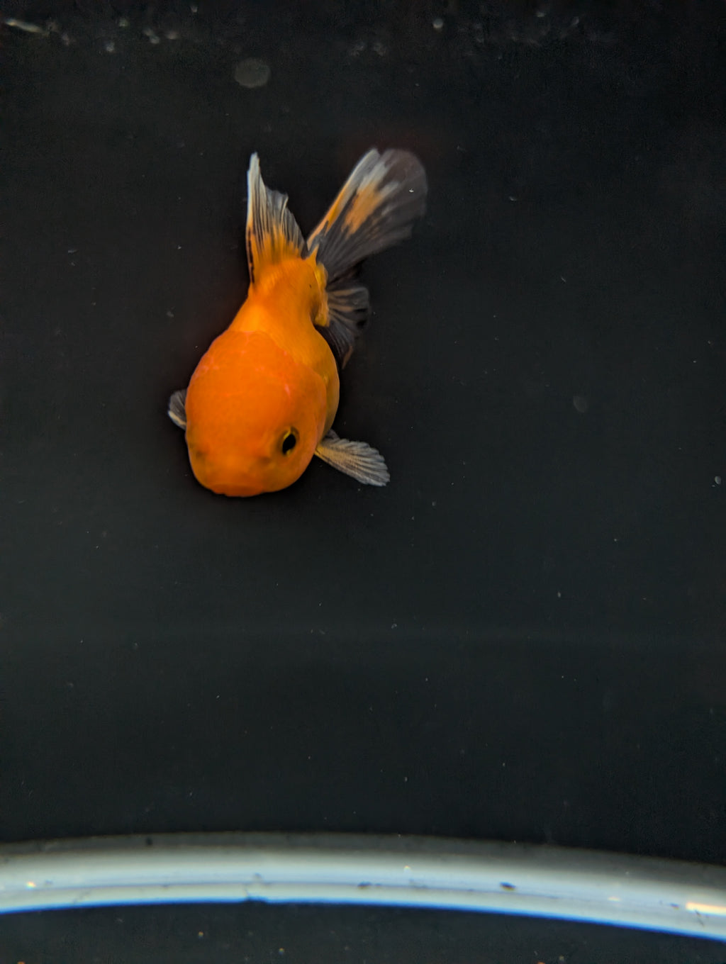 PEACH *Boss 501 Juvenile Oranda Tricolor 3.5"-4" in.  ID#501T2A-007