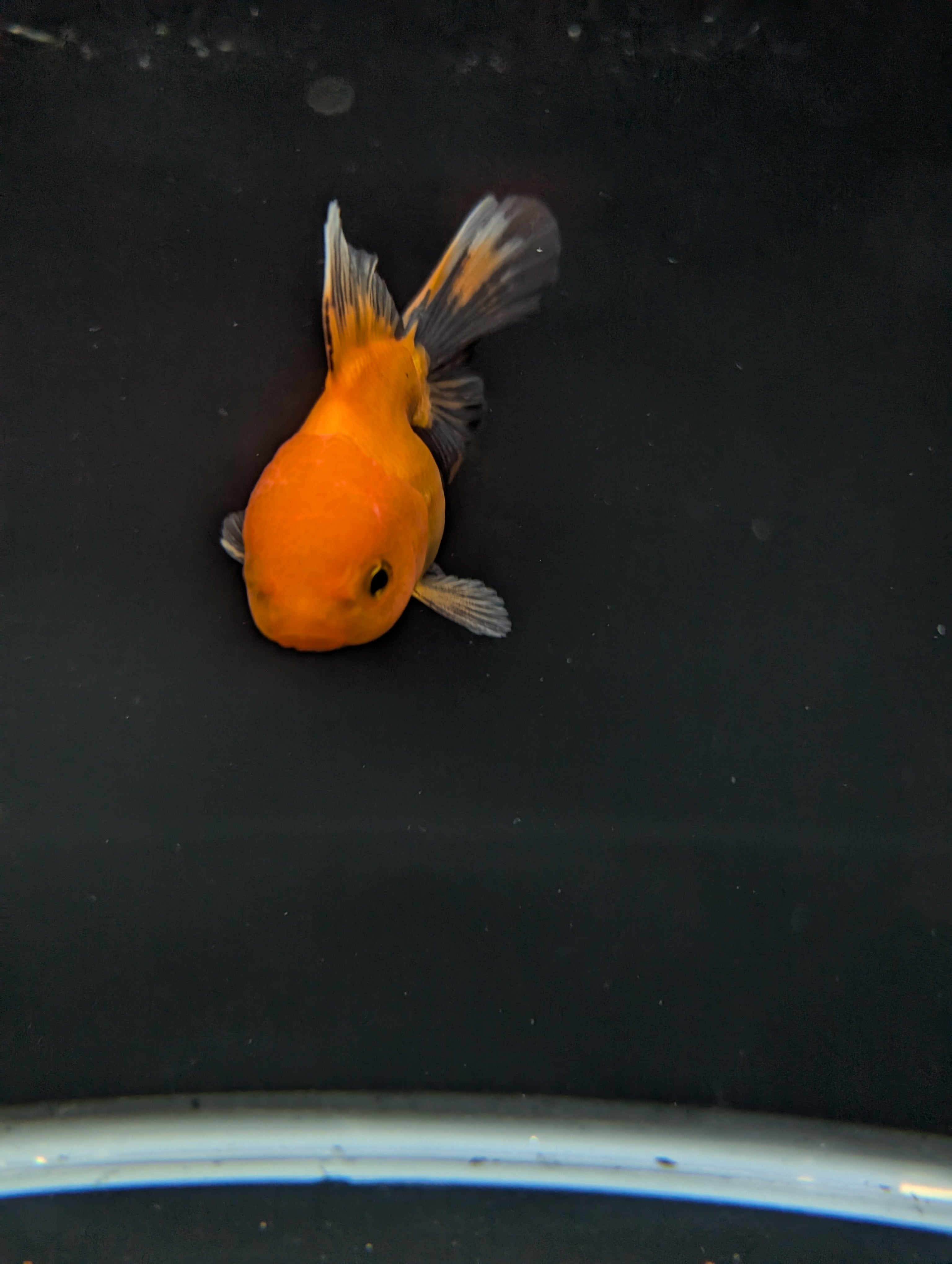 PEACH *Boss 501 Juvenile Oranda Tricolor 3.5"-4" in.  ID#501T2A-007