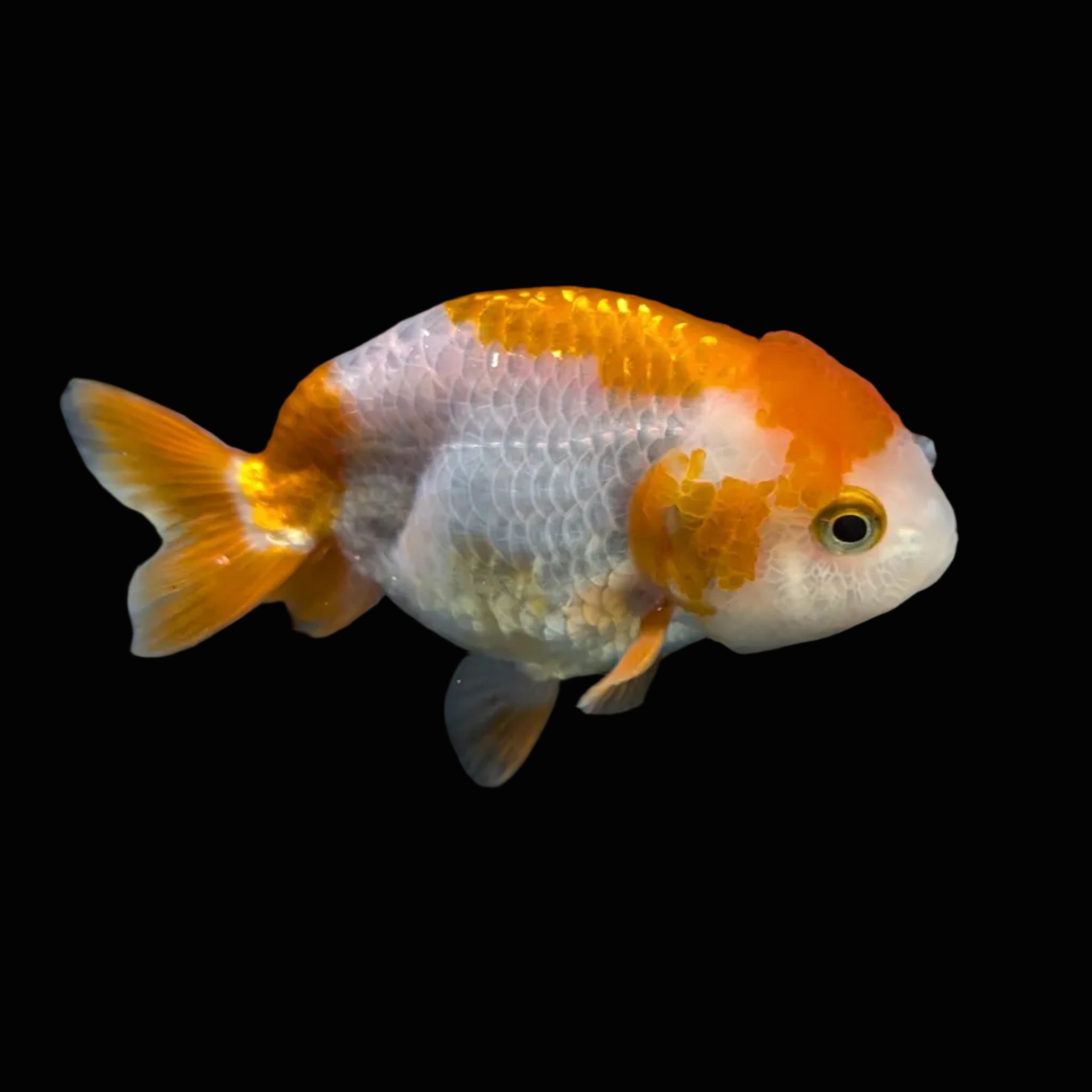 Ranchu Red White 3"-3.5" in. ID#417R13A-008