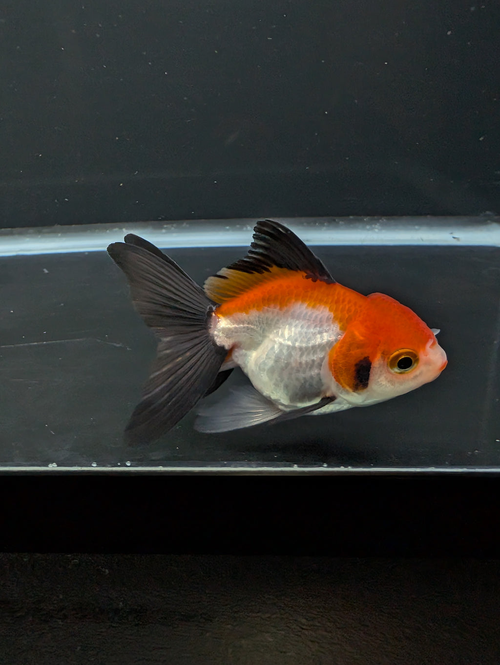 Juvenile Thai Oranda Tricolor 3"in.  ID#814T1A-009