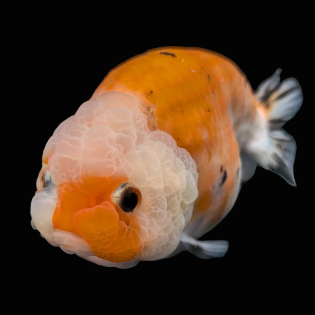 Jumbo Ranchu Sakura Calico 4.5"-5" in. ID#814R8A-022
