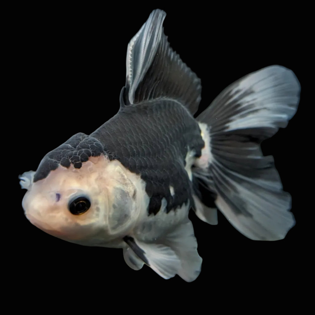 Thai Oranda Panda  4.5"-5"  ID#718T5B-001