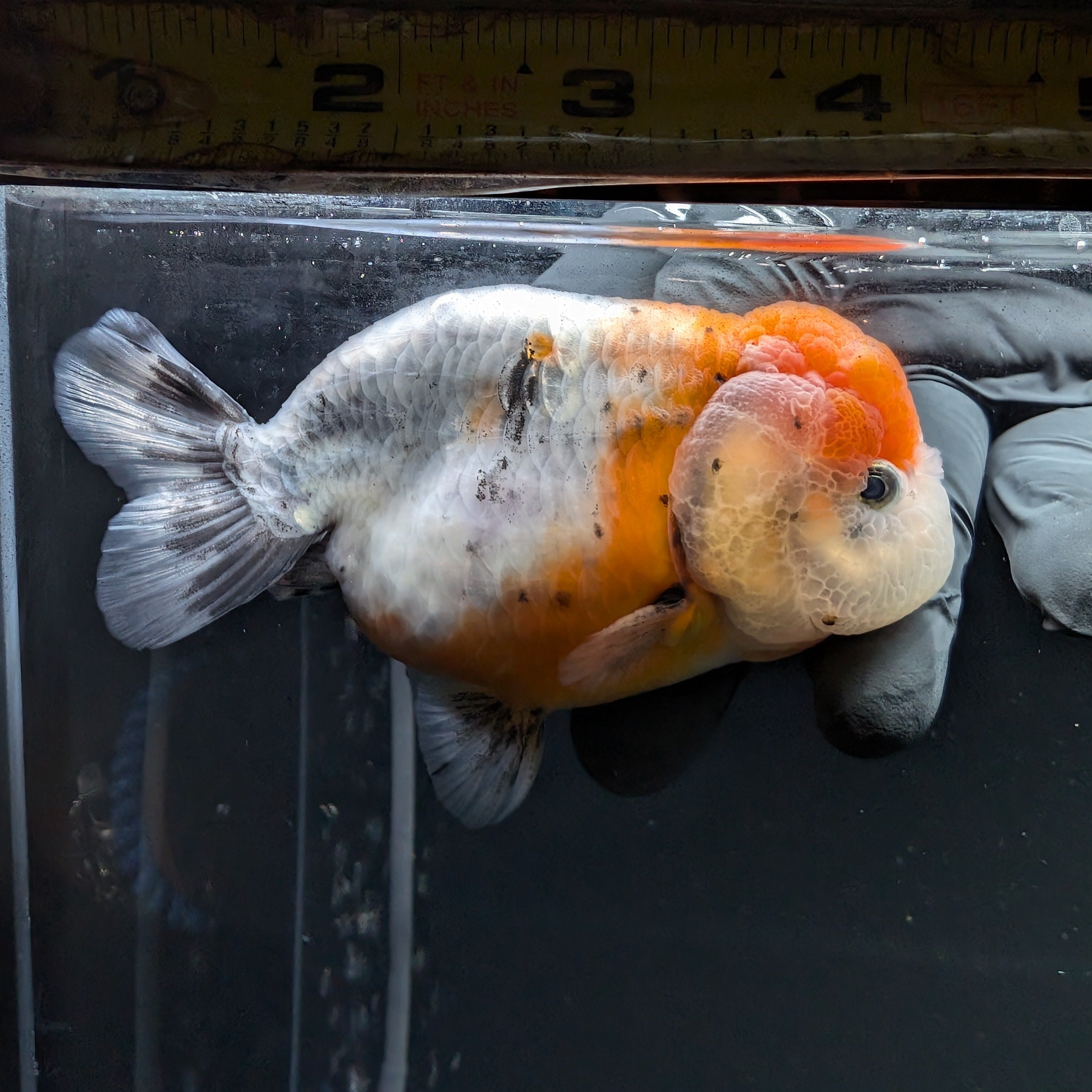Jumbo Ranchu Calico 4"-4.5" in. ID#5153B-014