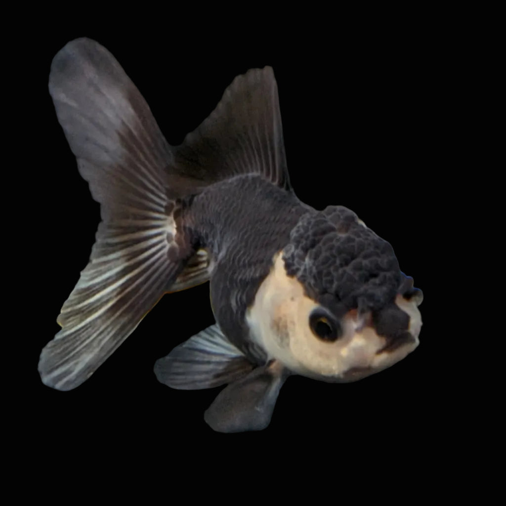Thai Baby Oranda Panda 3"in.  ID#807T1A-003