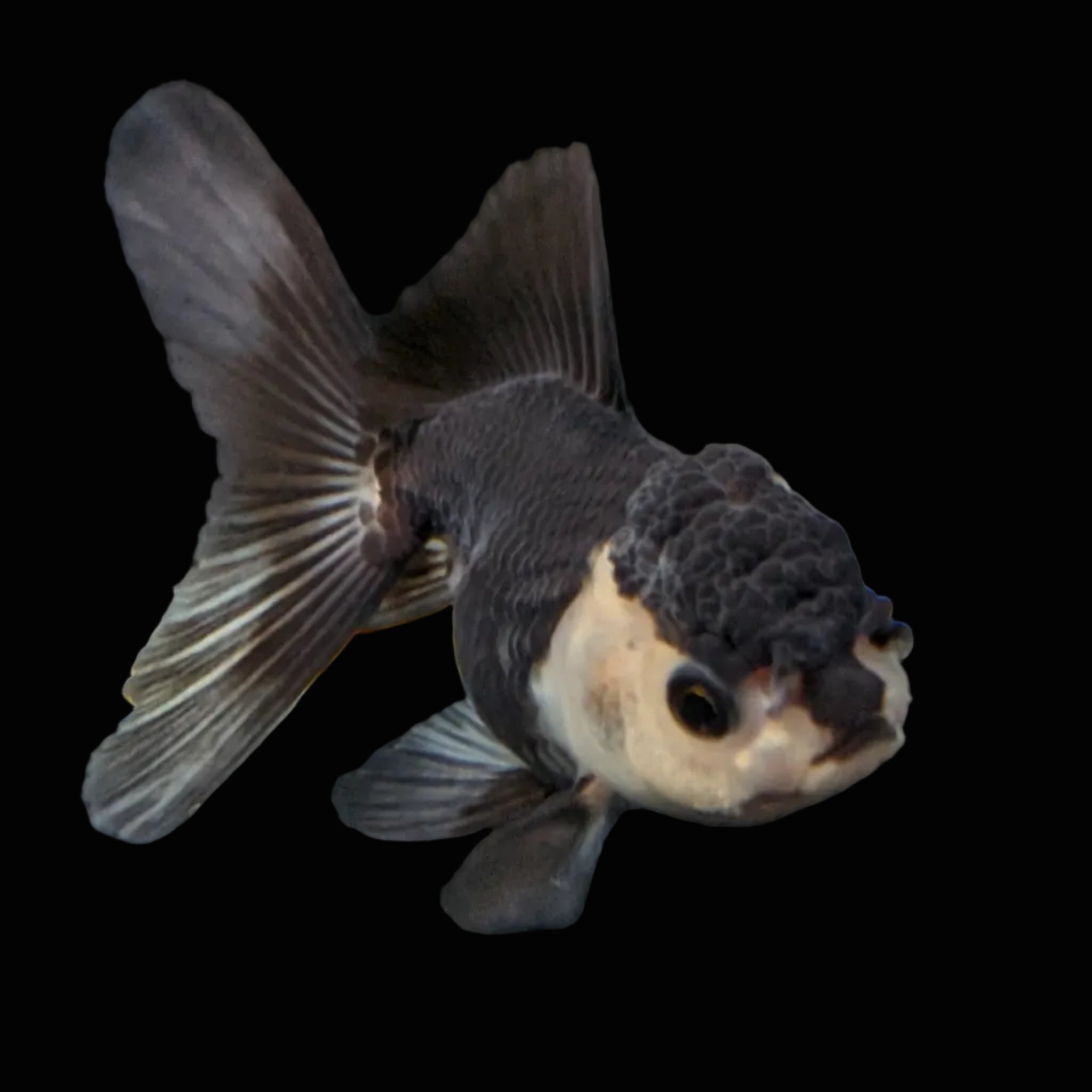 Thai Baby Oranda Panda 3"in.  ID#807T1A-003