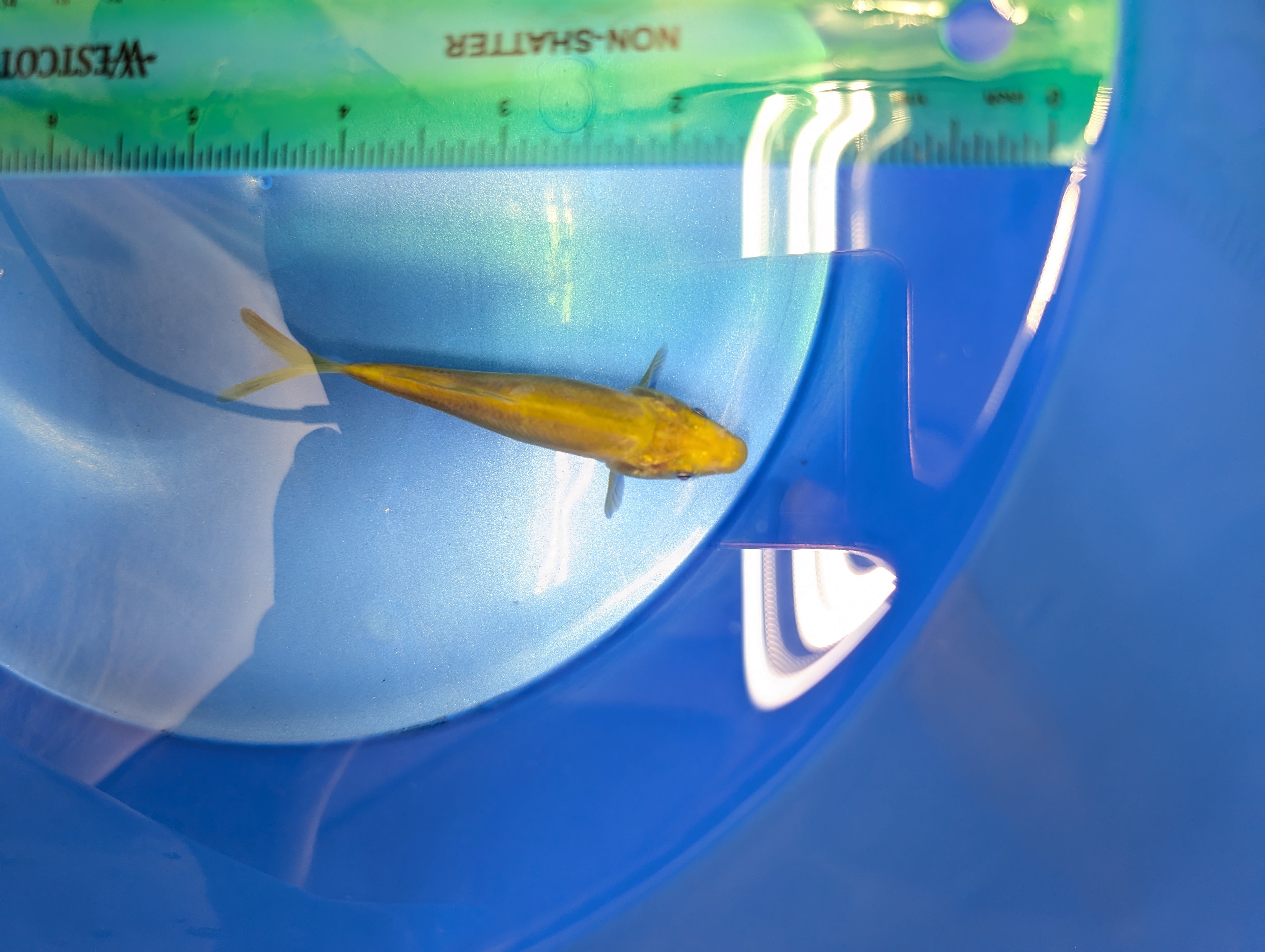 Doitsu Chagoi Koi  4"in. ID#806BFK-026