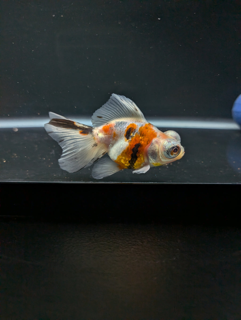 Telescope Butterfly Calico 3.5"-4" in. ID#605B6B-038
