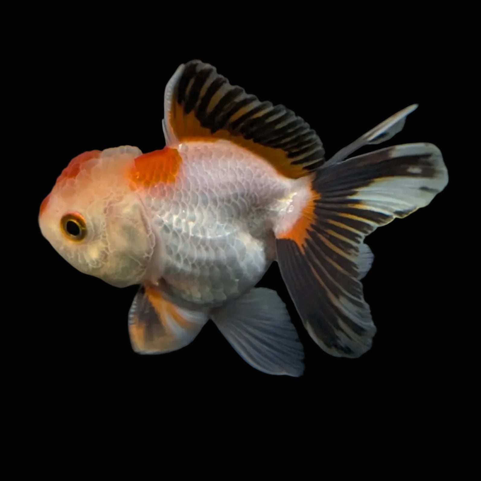 Thai Baby Oranda Tricolor 3"in.  ID#807T1A-004