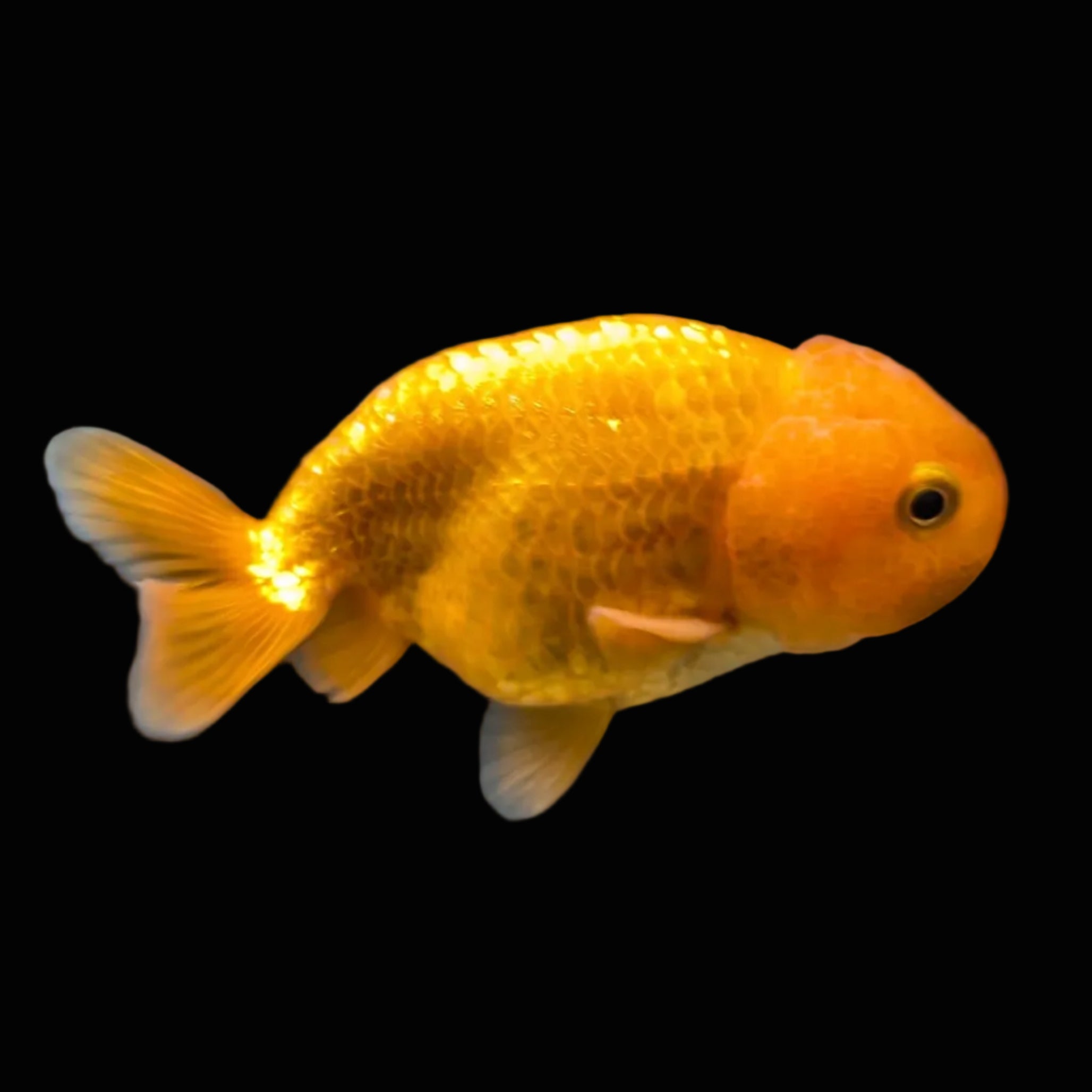 Ranchu Red White 3"-3.5" in. ID#424R13A-014
