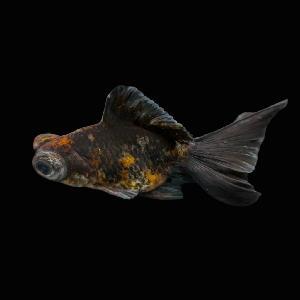 Telescope Butterfly Kirin Calico 3.5"-4" in. ID#508B4A-010