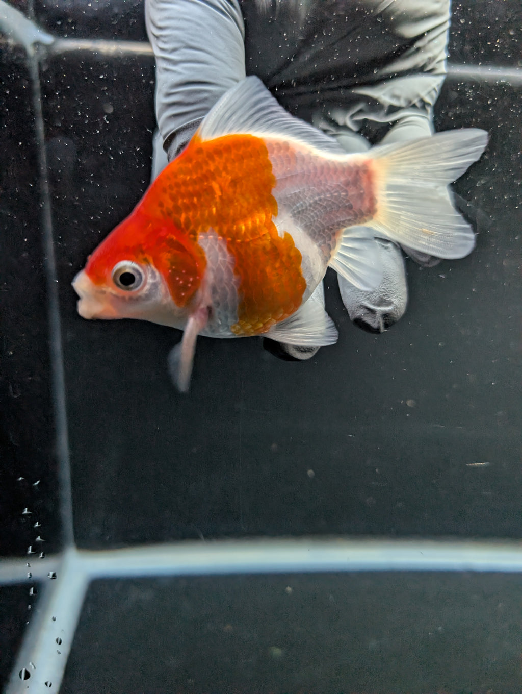 Tamasaba Red White 3"-3.5" in. ID#1009TM1B-008