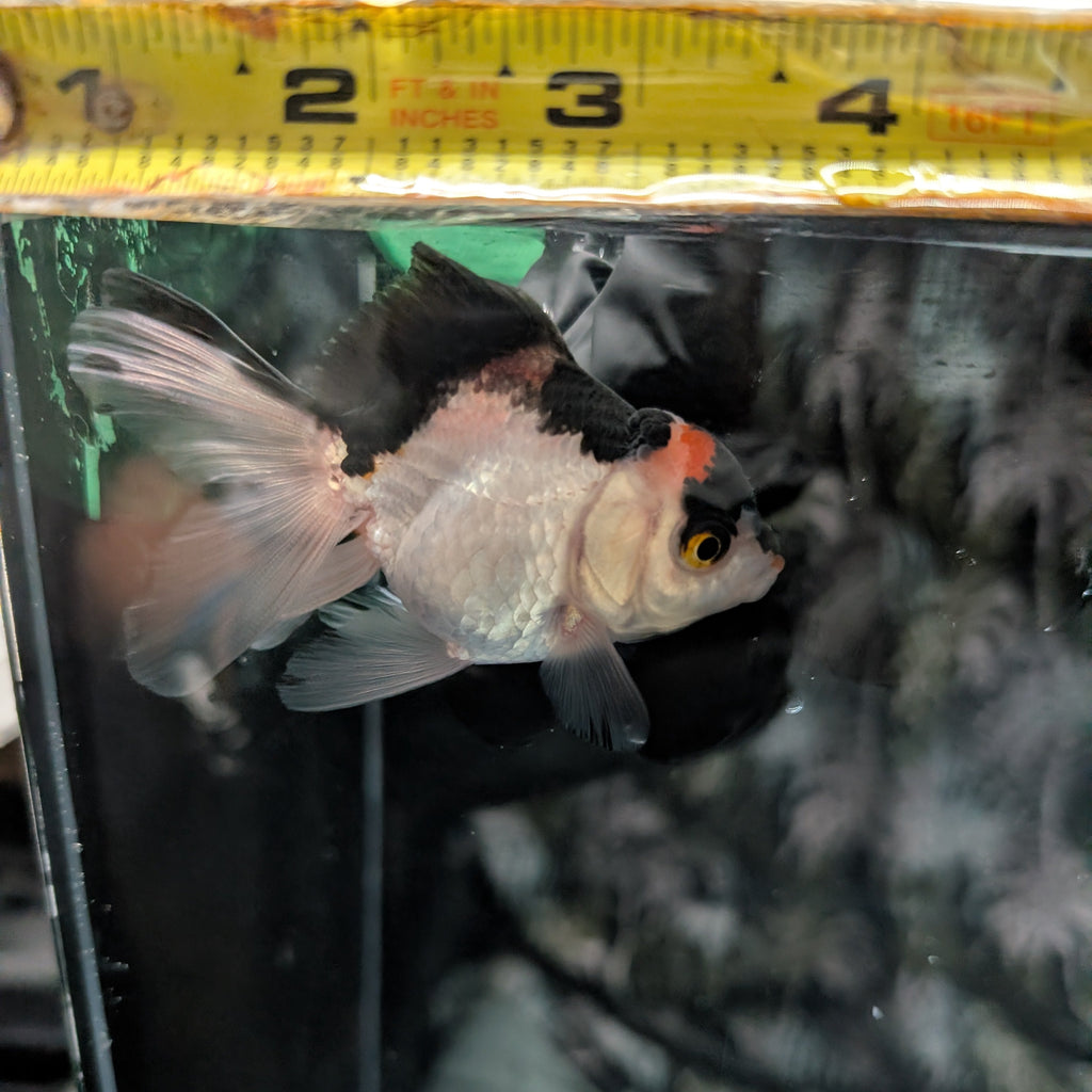 Juvenile Oranda Tricolor 3.5"-4" in.  ID#320T13b-017