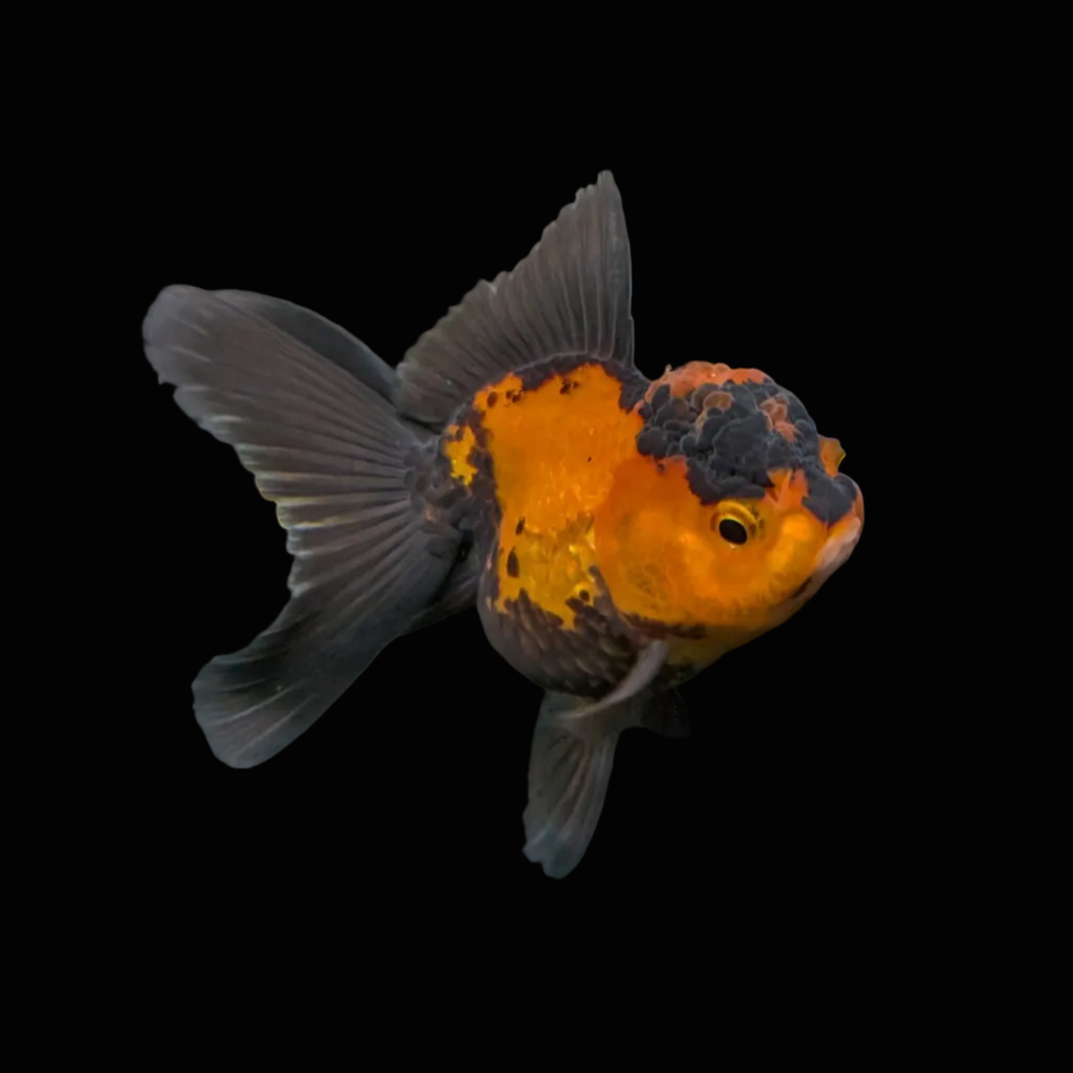 Juvenile Oranda Tricolor 3.5"-4" in.  ID#403T8A-003