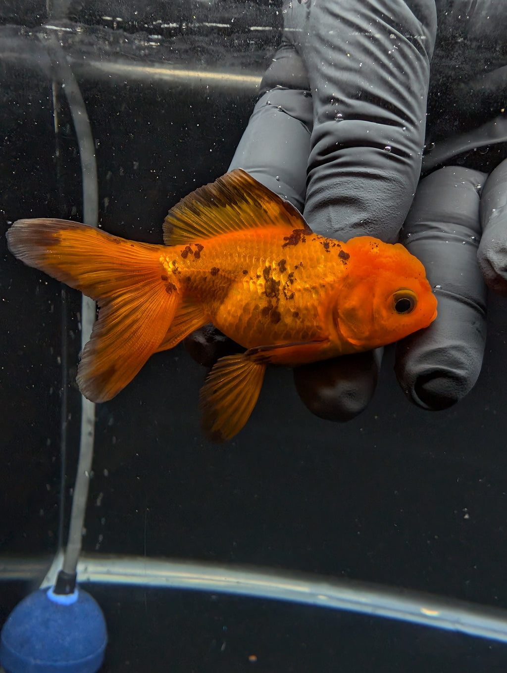 Juvenile Oranda Red Black 3"-3.5"in.  ID#529T1A-051