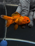 Juvenile Oranda Red Black 3"-3.5"in.  ID#529T1A-051