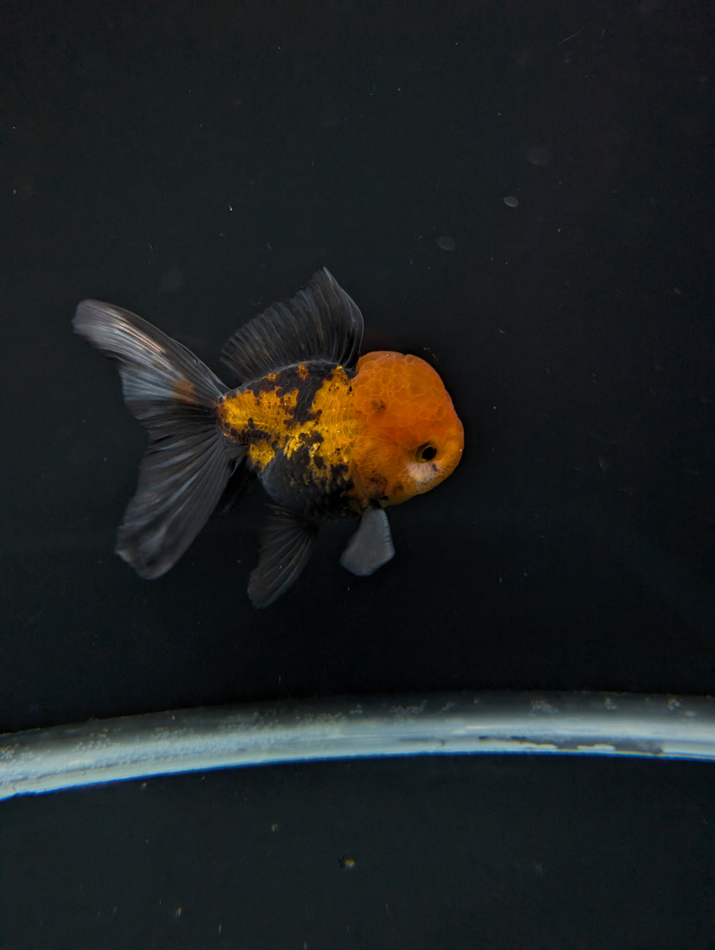 Thai Oranda Tricolor 4"-4.5"in.  ID#1023T1A-027