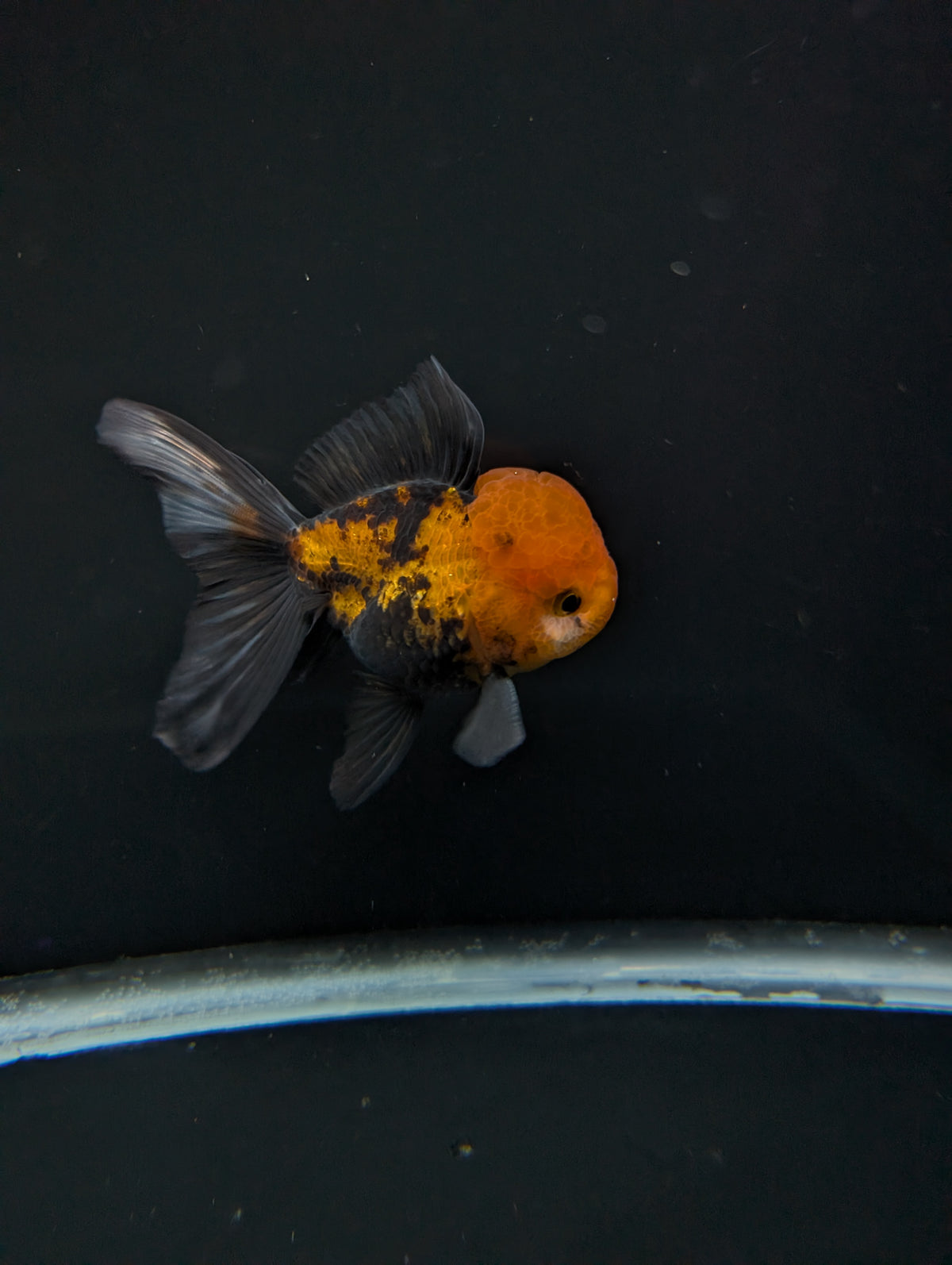 Thai Oranda Tricolor 4"-4.5"in.  ID#1023T1A-027