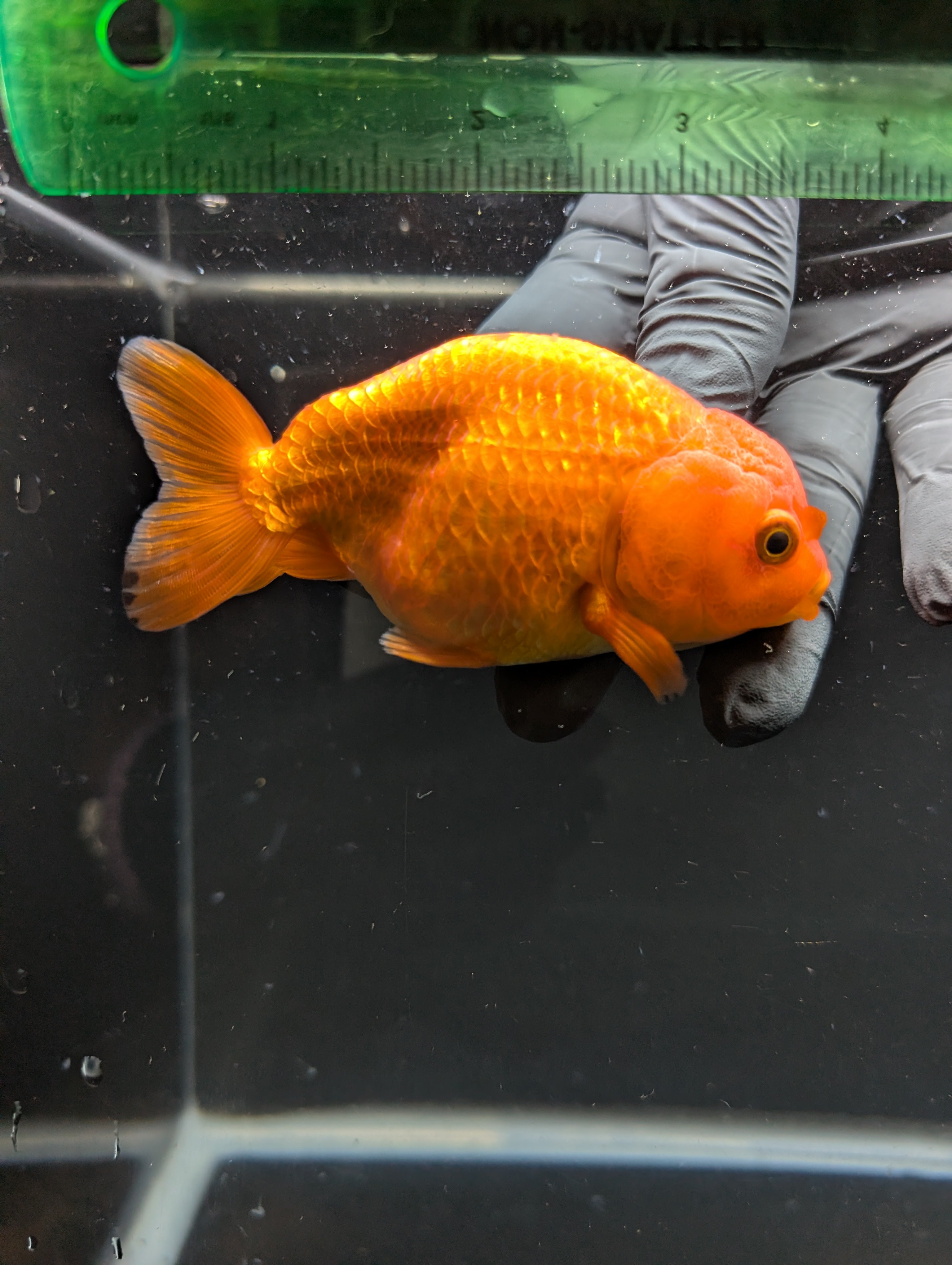 Ranchu Red White 4"in. ID#828R4A-026
