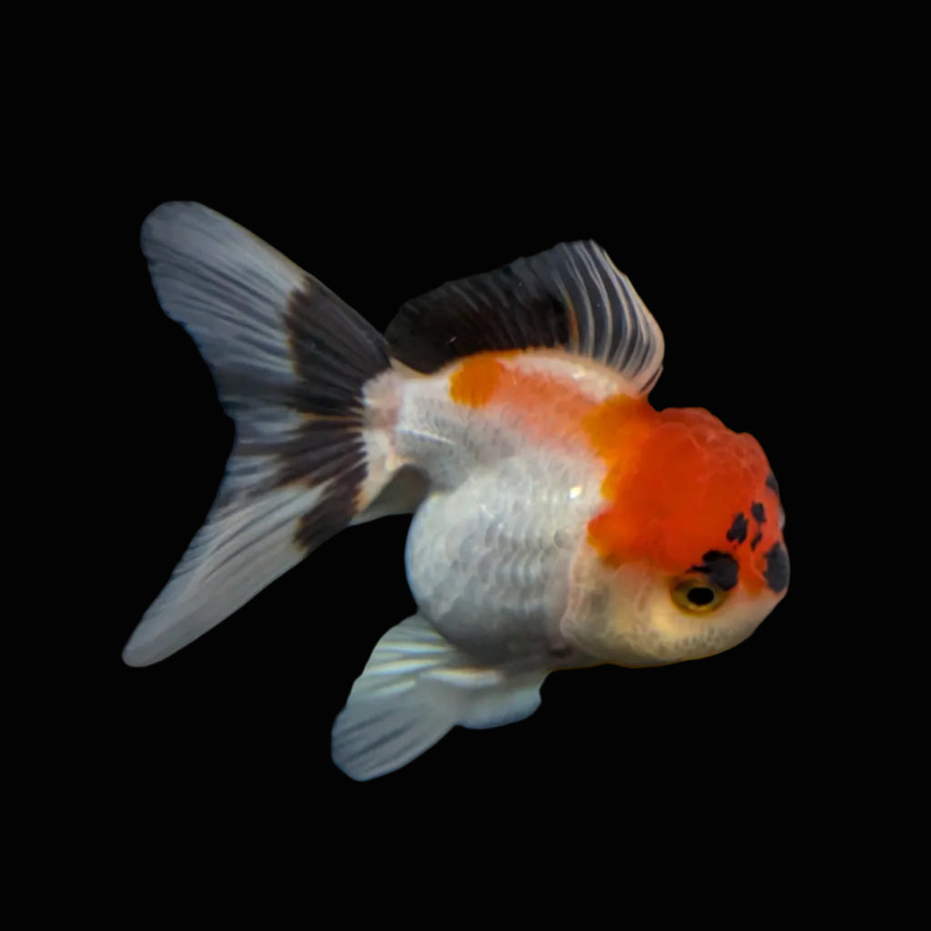 Juvenile Oranda Tricolor 3.5"-4" in.  ID#424T1A-007