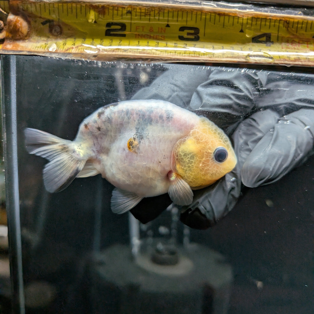 Ranchu Calico 3"-3.5" in. ID#501R13A-031