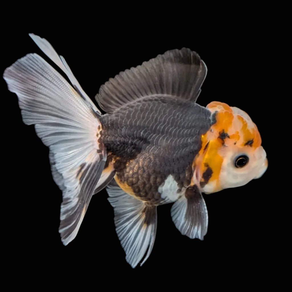 Juvenile Oranda Tricolor 3.5"-4" in.  ID#410T8A-014