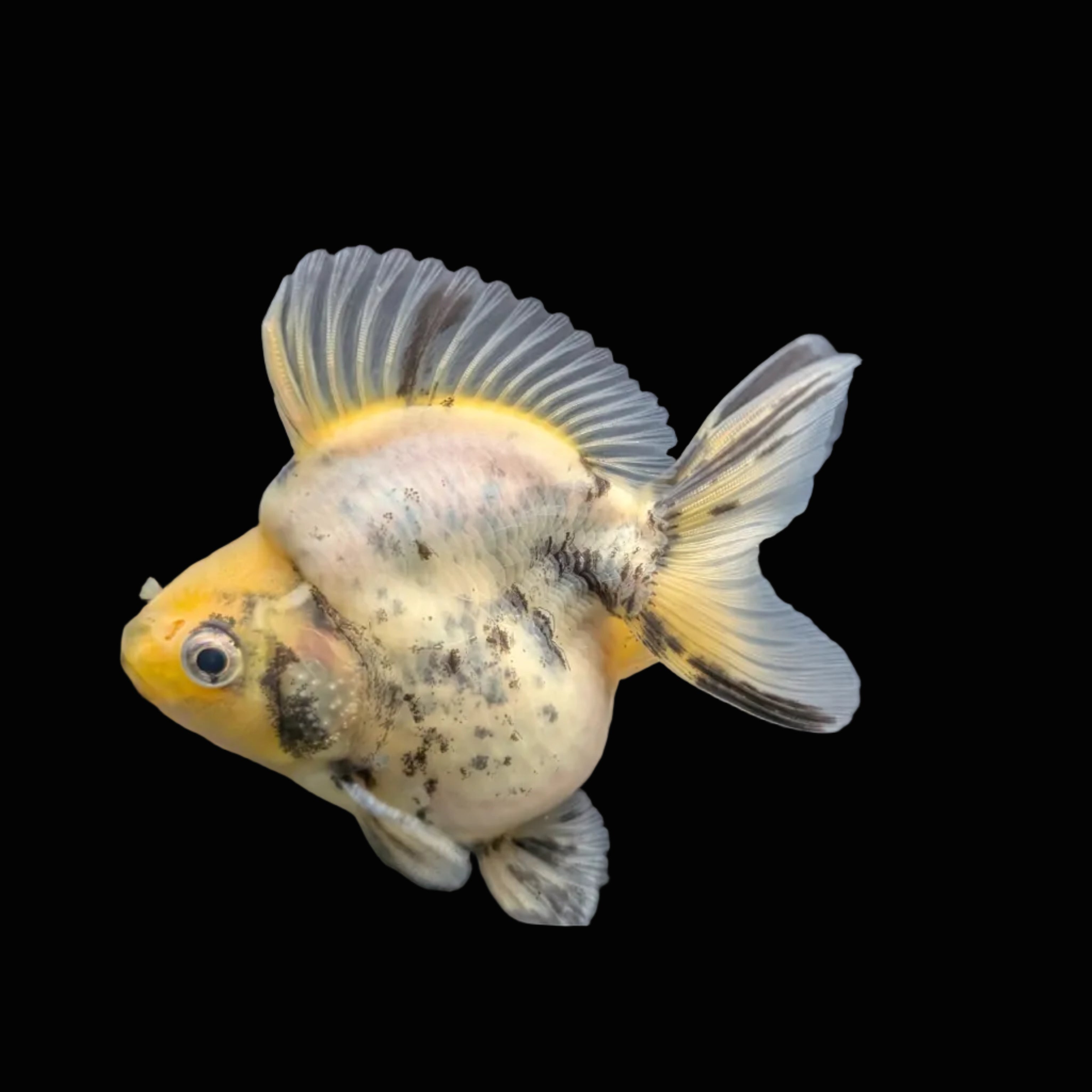 Jumbo Ryukin Short Tail White Tiger Calico 4"-4.5" in. ID#5015B-011
