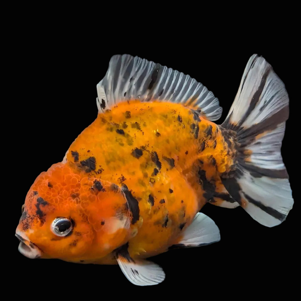 Jumbo Oranda Yuan Bao Calico   4"-4.5"in. ID#807SB13A-001