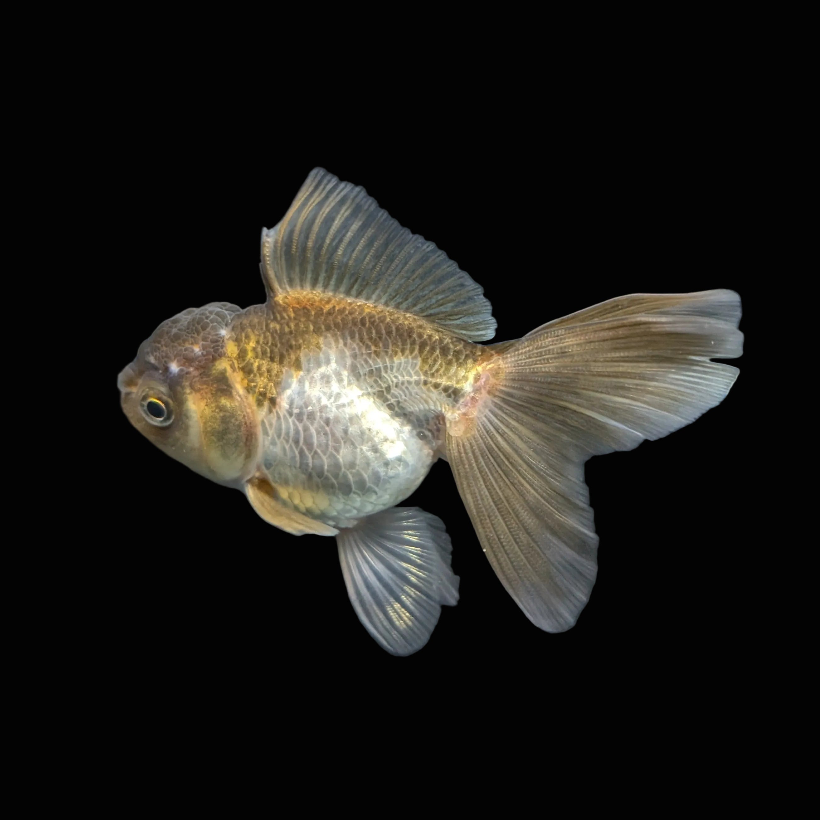 Juvenile Oranda Tricolor 3.5"-4" in.  ID#417T7A-013