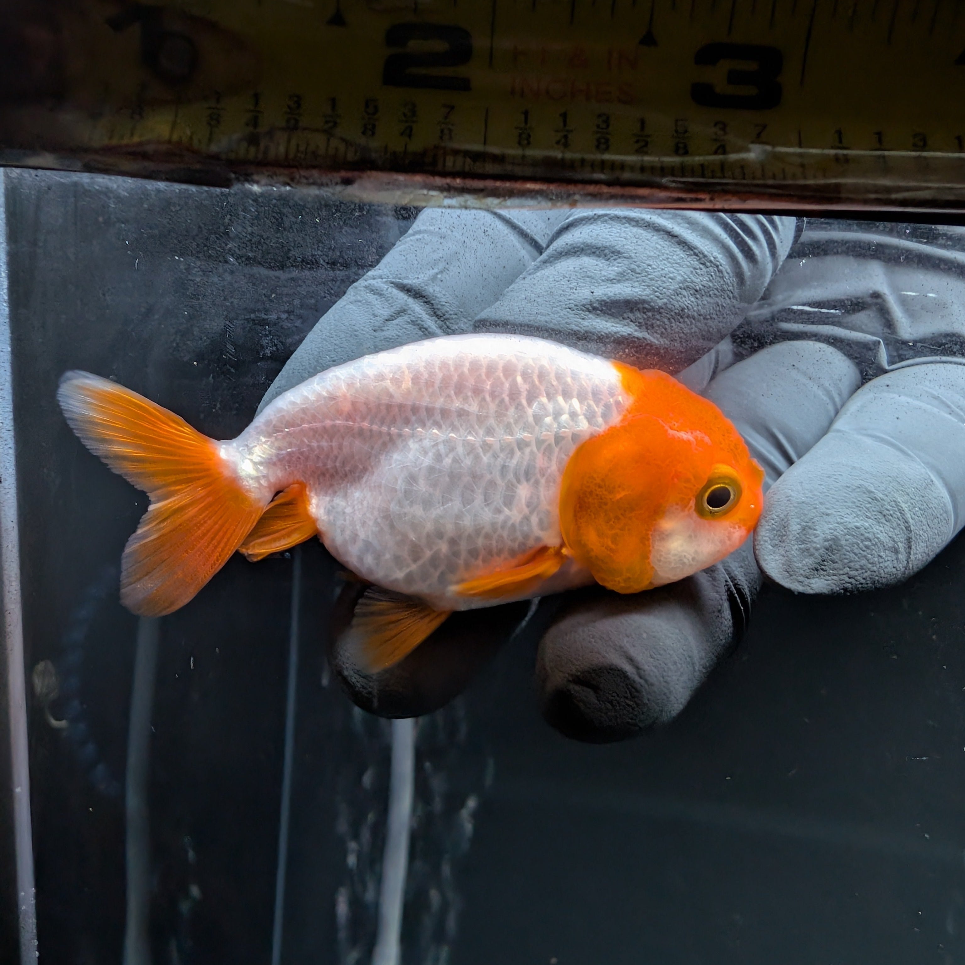 Baby Ranchu Red White 2.5"-3" in. ID#522R4A-003