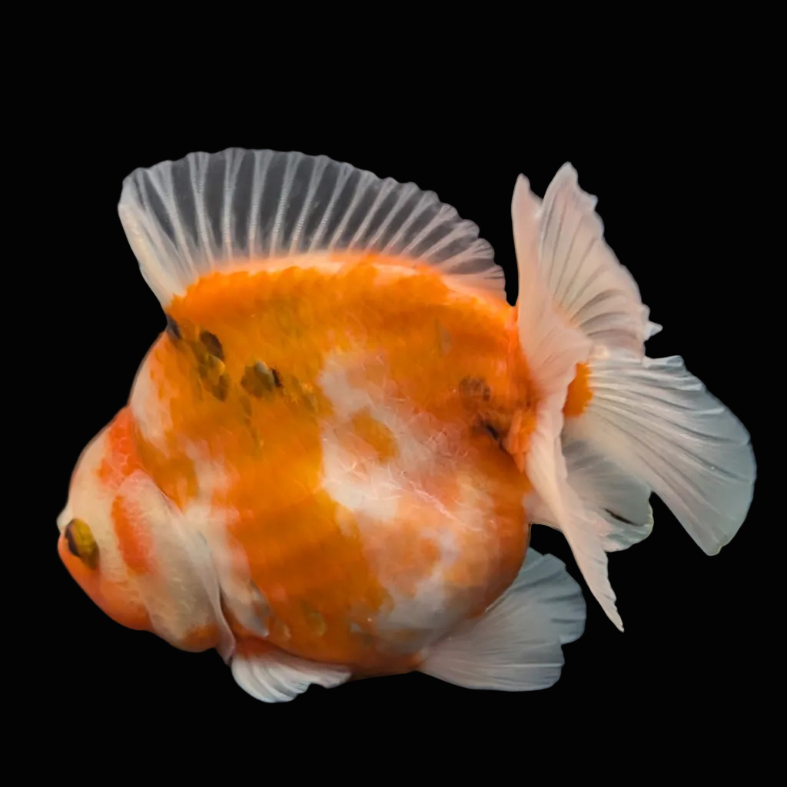 Jumbo Oranda Yuan Bao  Sakura   4"-4.5"in. ID#807SB13A-005