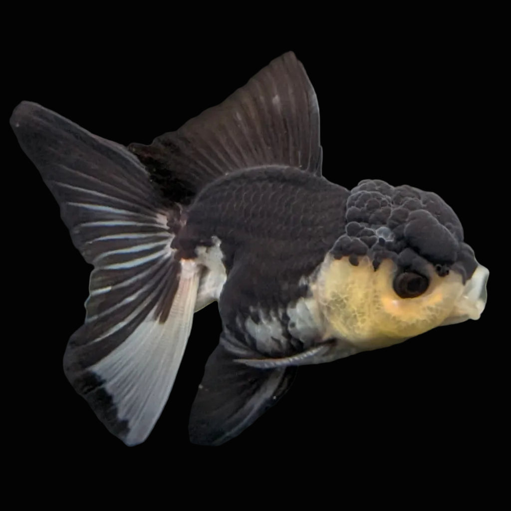 Thai Juvenile Oranda Panda 3.5"-4"in.  ID#731T1A-054