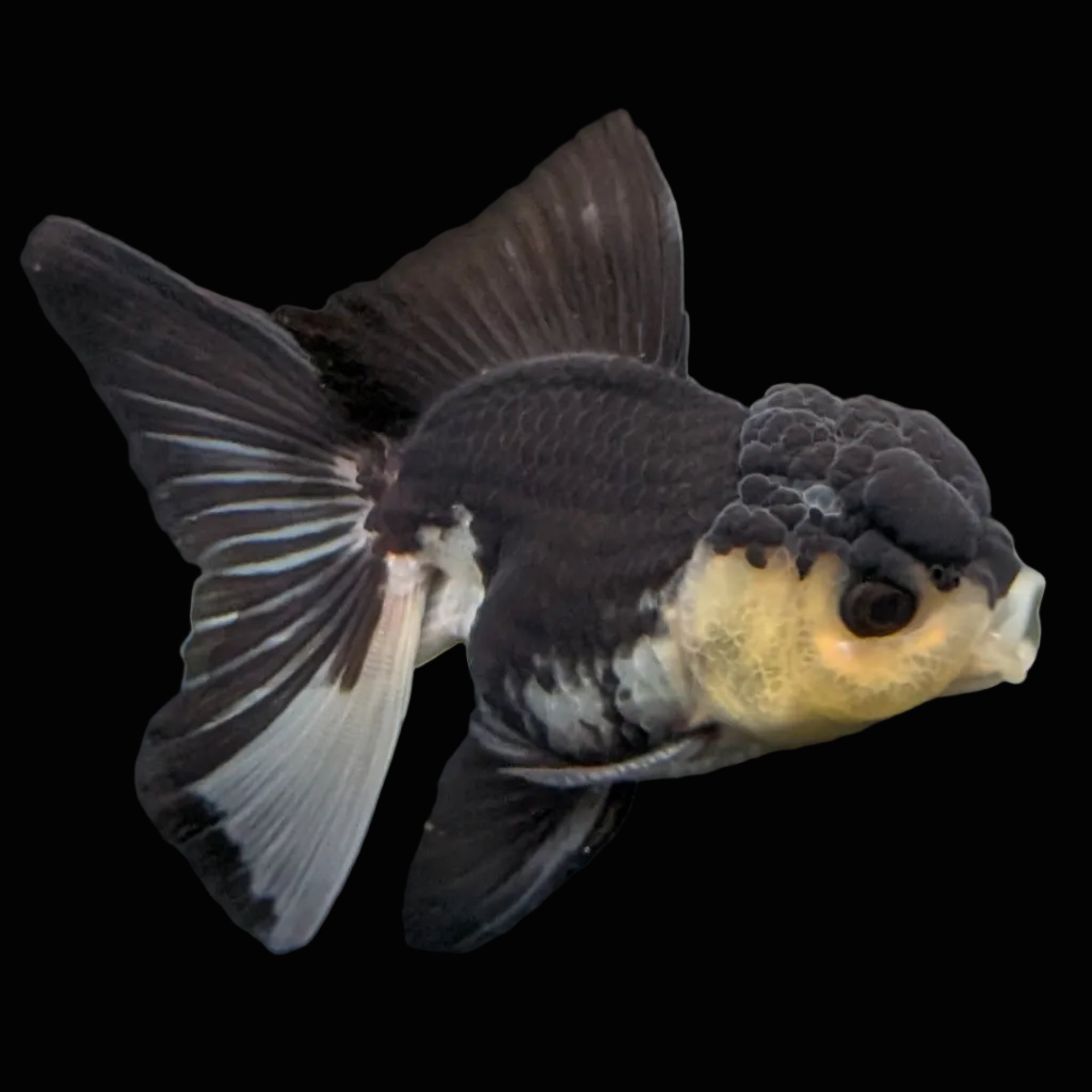 Thai Juvenile Oranda Panda 3.5"-4"in.  ID#731T1A-054