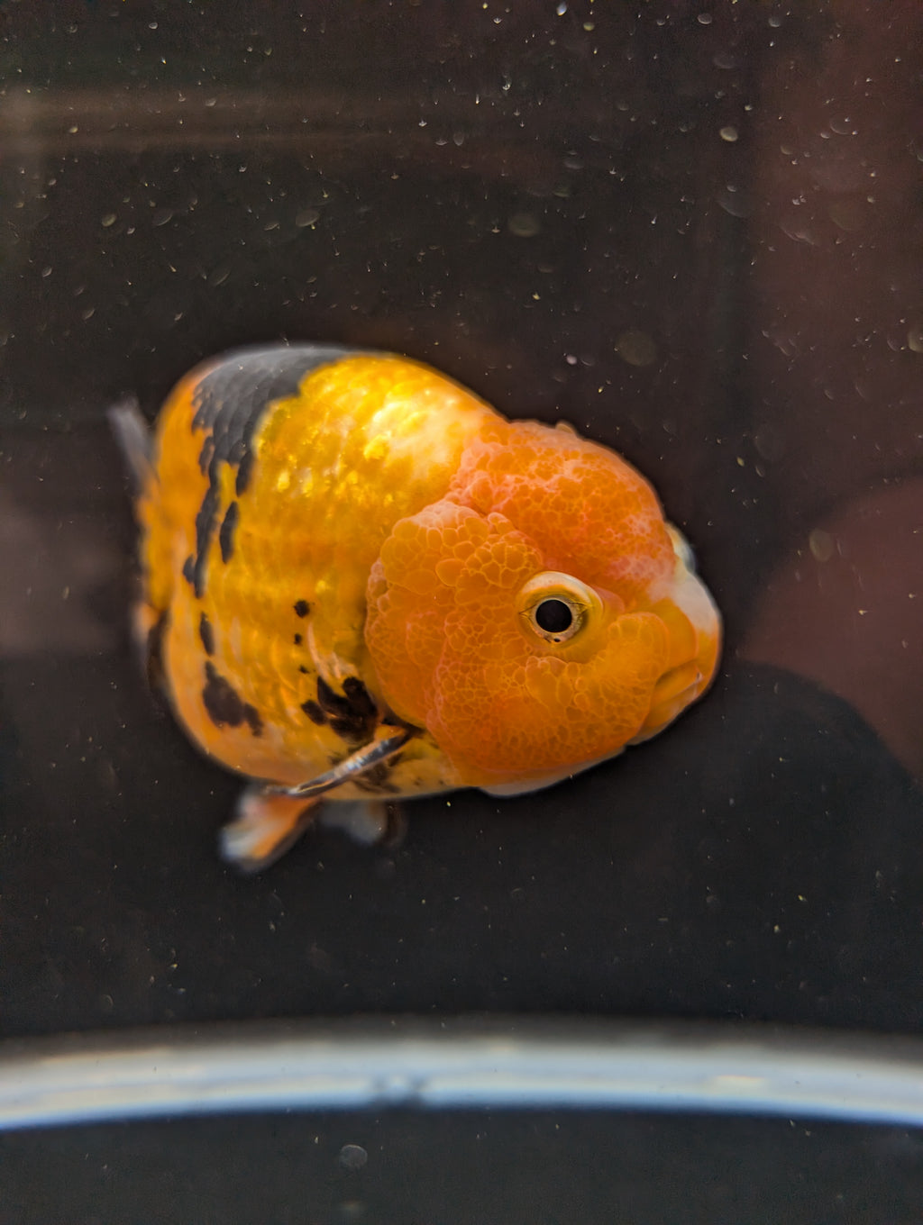 Jumbo Ranchu Calico 4.5"-5" in. ID#821R8A-034