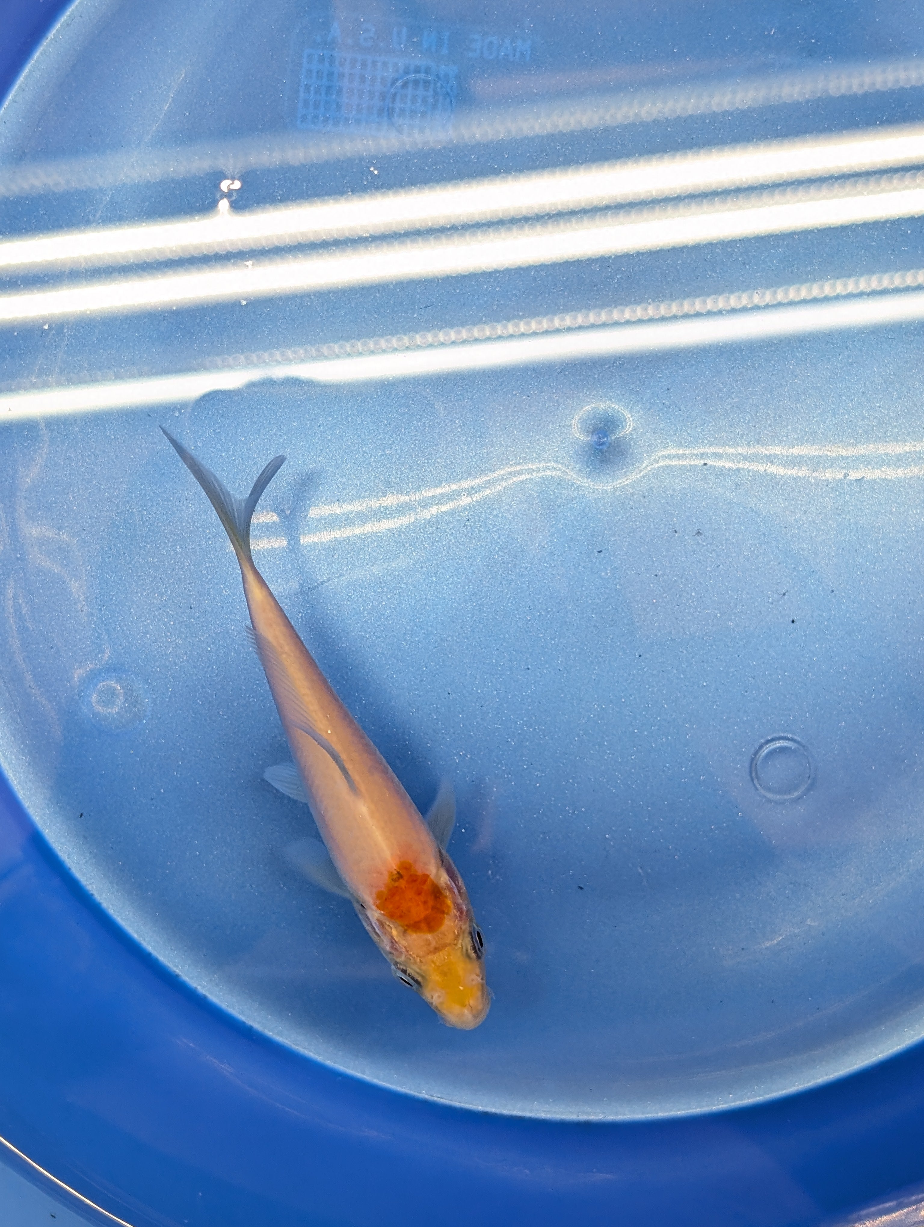 Tancho Kohaku Koi  4"in. ID#806BFK-016