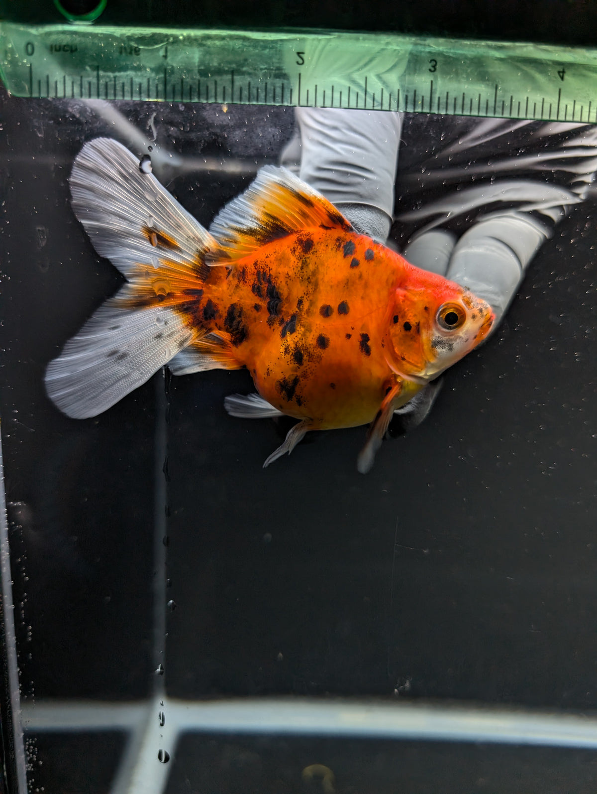 Tamasaba Calico 3"-3.5" in. ID#1009TM1B-011