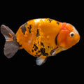 Jumbo Ranchu Calico 4.5"-5" in. ID#821R8A-032