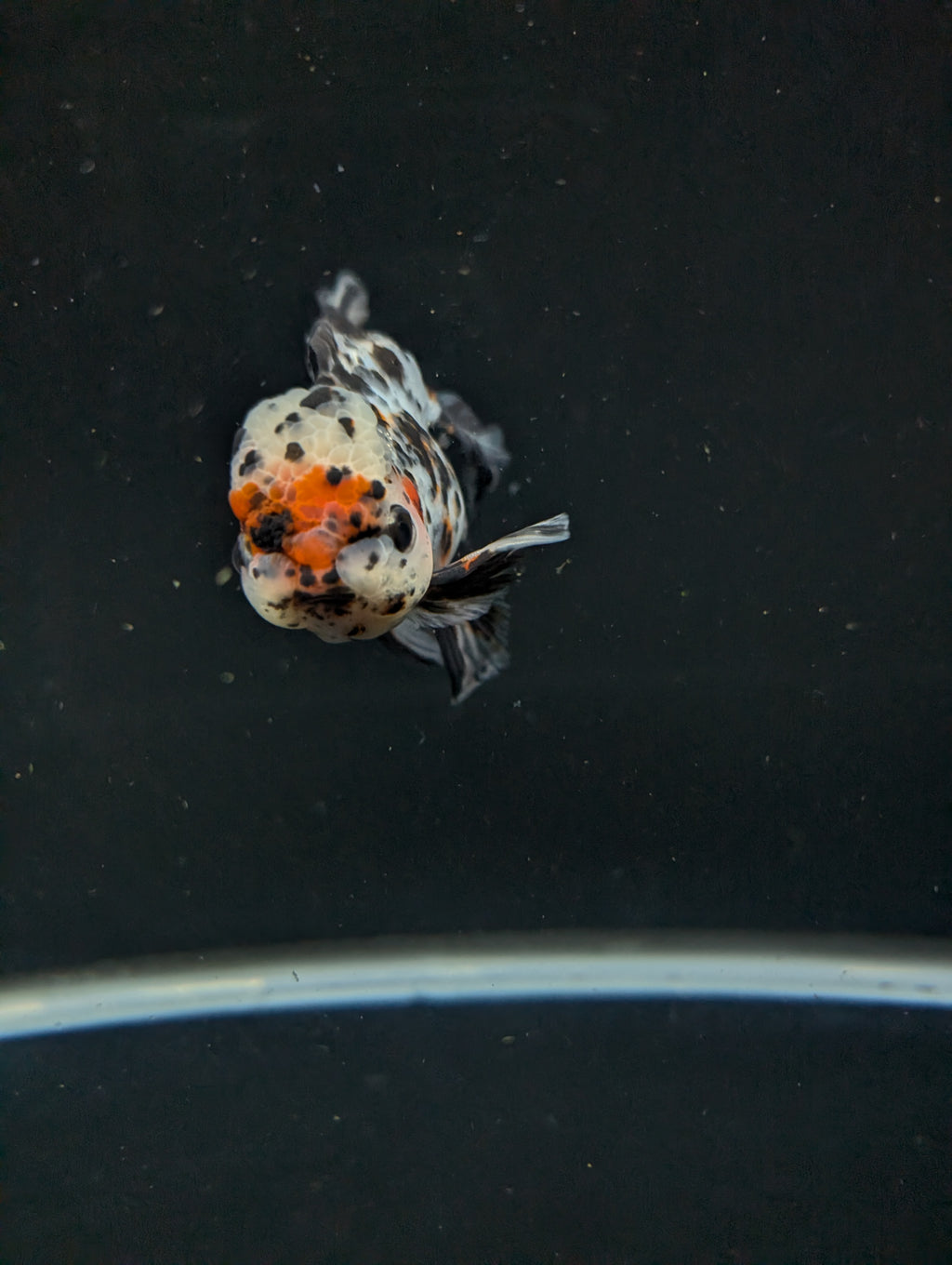 Calico Oranda 5"in. ID#821LB2A-63