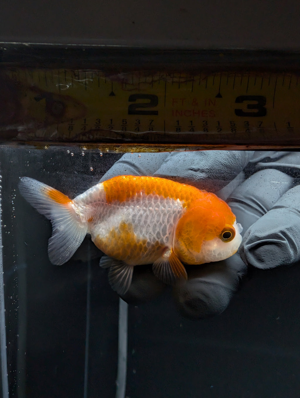 Baby Ranchu Red White 2.5"-3" in. ID#529R4A-054