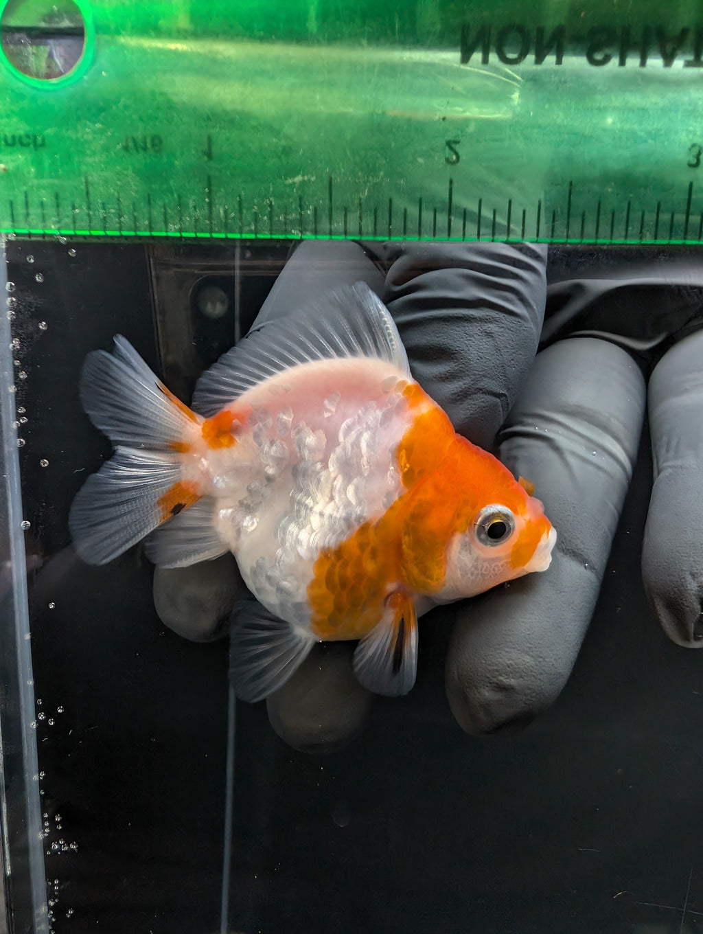 Baby Thai Shogun Oranda Sakura 2"-2.5" in. ID#1023BSG11A-022