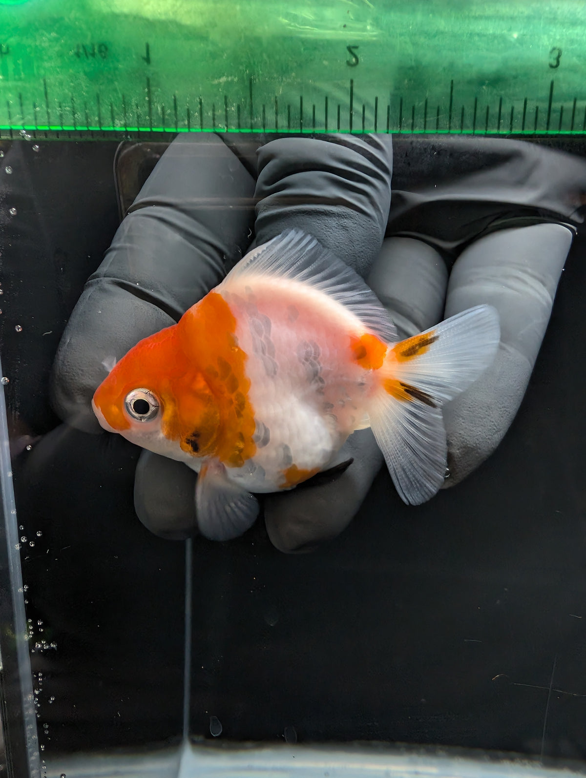 Baby Thai Shogun Oranda Sakura 2"-2.5" in. ID#1023BSG11A-022