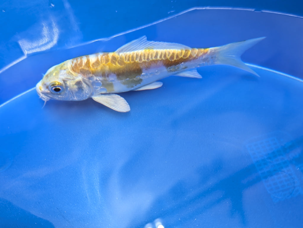 Doitsu Hariwake Koi  4"in. ID#806BFK-017