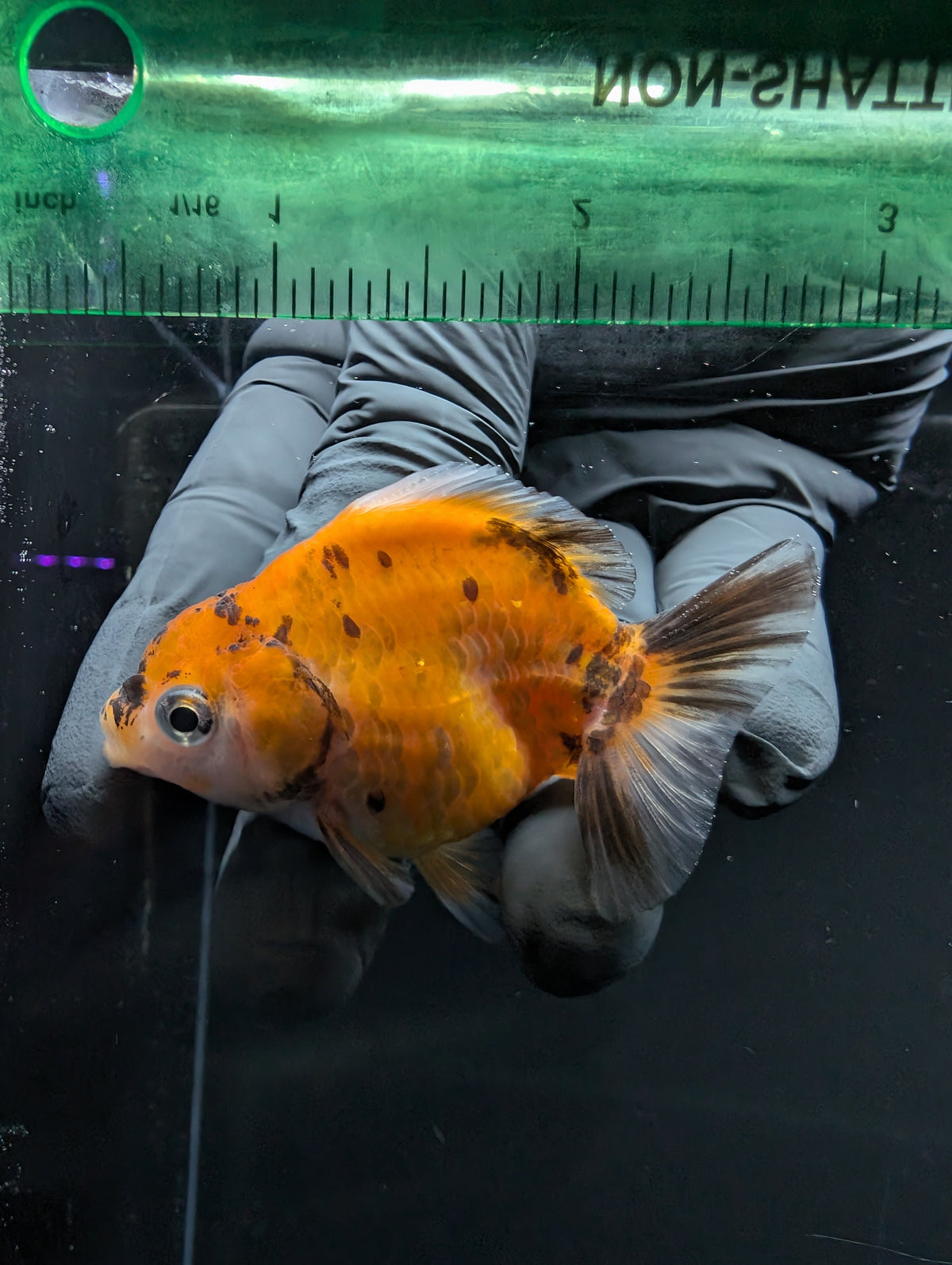 Baby Thai Shogun Oranda Calico 2"-2.5" in. ID#1016BSG11A-007