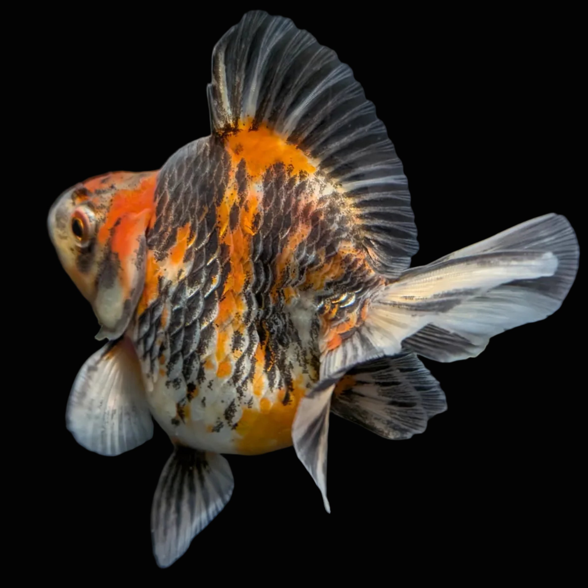 Jumbo Ryukin Short Tail Kirin Calico 4"-4.5" in. ID#3204B-001