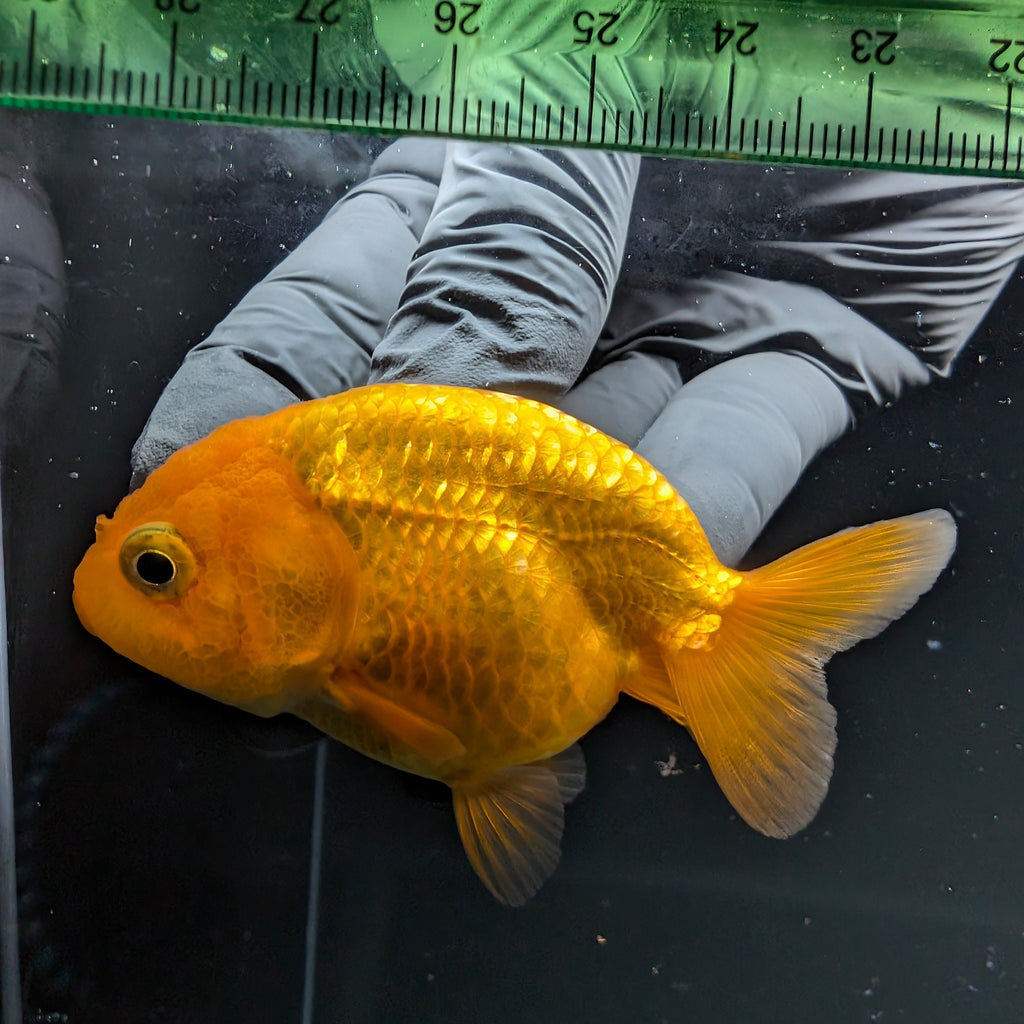 Ranchu Red White 2.5"-3" in. ID#724R4A-030