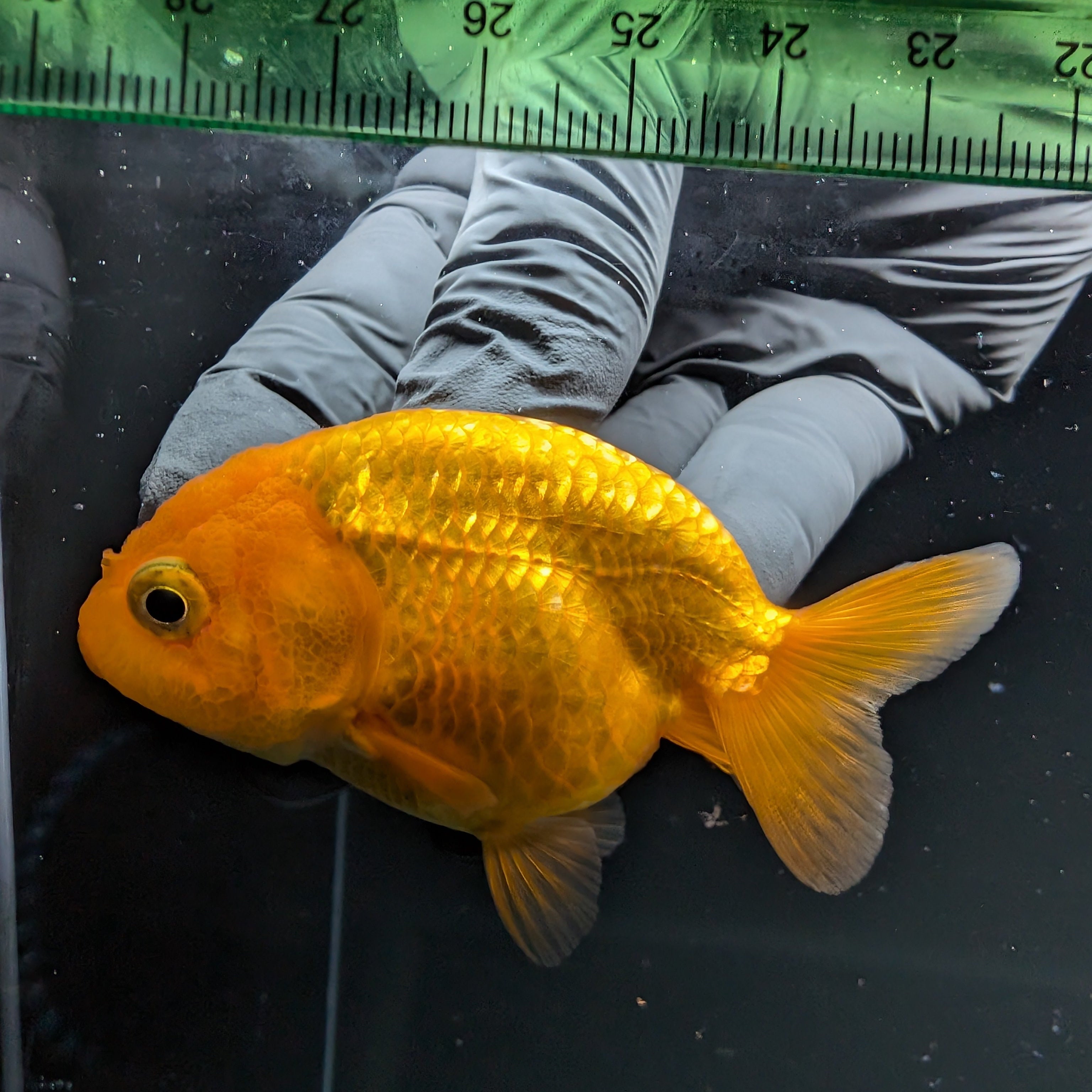 Ranchu Red White 2.5"-3" in. ID#724R4A-030