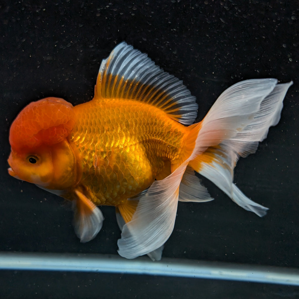 Jumbo Oranda Red White 6.5"-7"in.  ID#515T5B-001