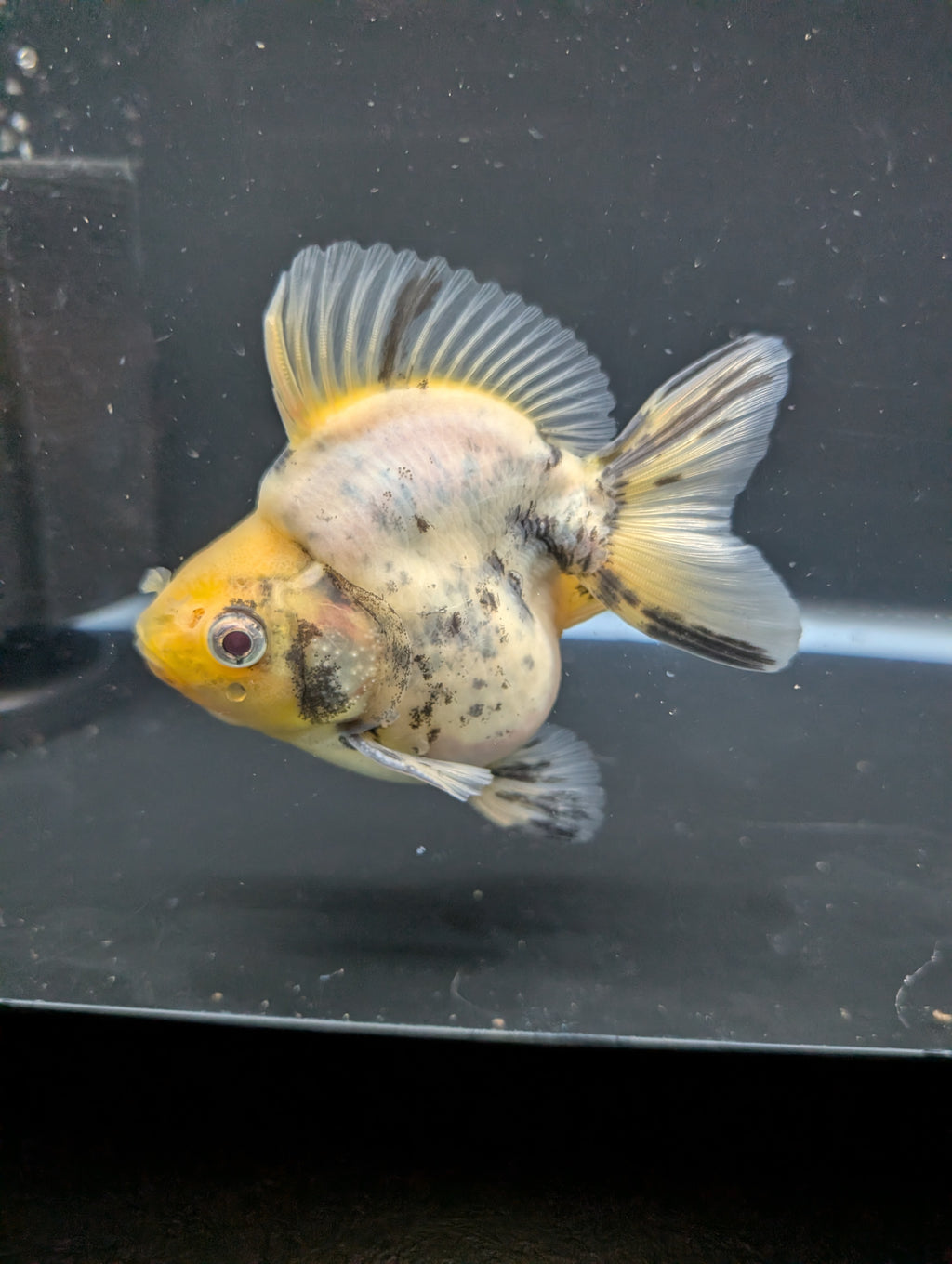 Jumbo Ryukin Short Tail White Tiger Calico 4"-4.5" in. ID#5015B-011