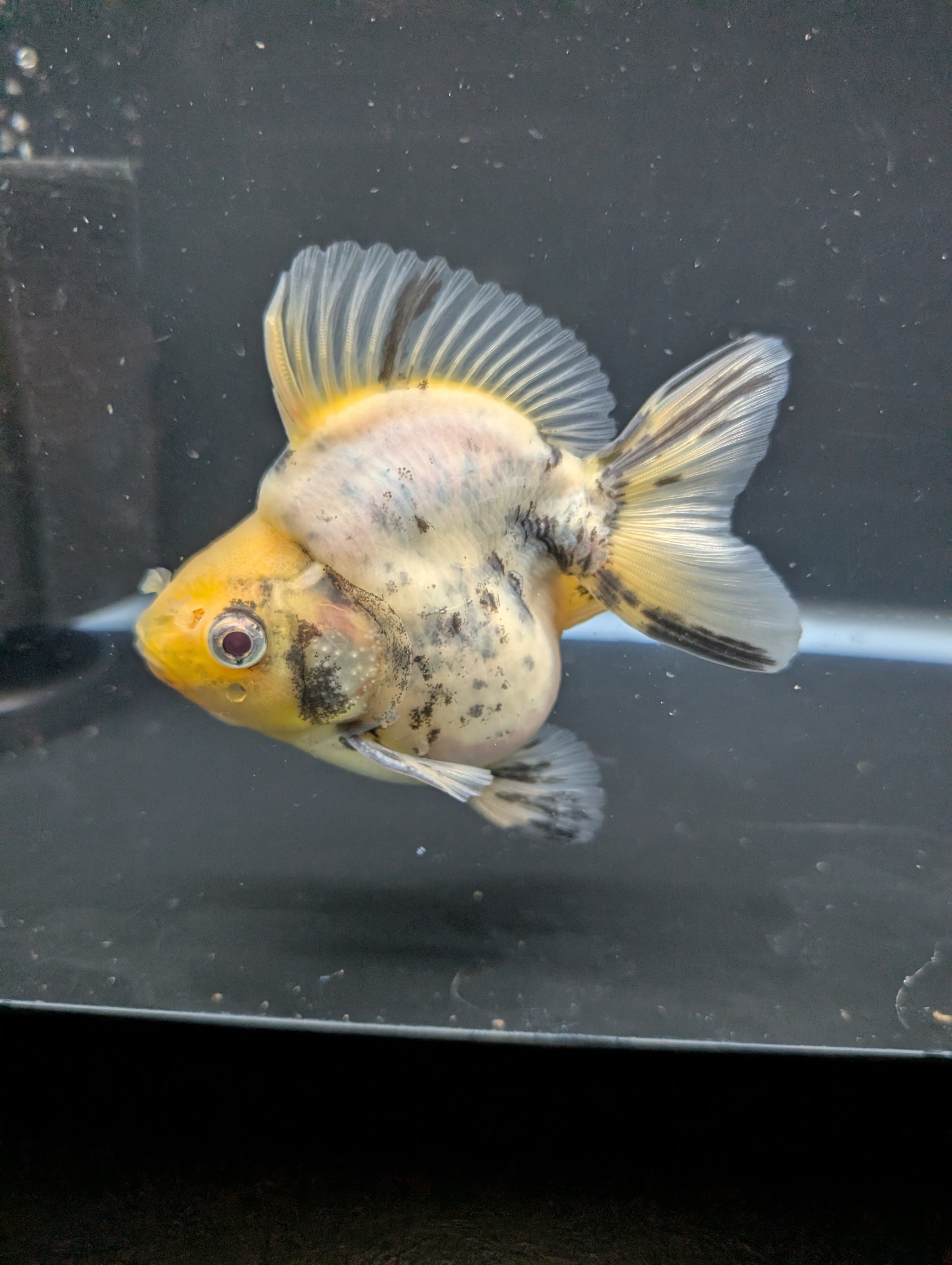 Jumbo Ryukin Short Tail White Tiger Calico 4"-4.5" in. ID#5015B-011