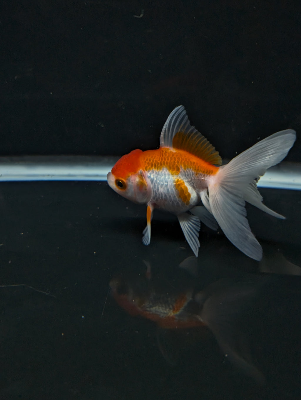 Juvenile Oranda  Red White 3"-3.5"in.  ID#619T1A-003