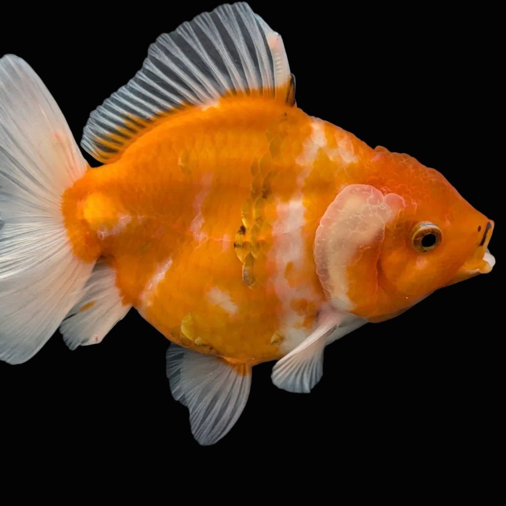 Jumbo Oranda Yuan Bao Sakura   4"-4.5"in. ID#807SB13A-002